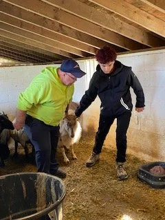 Veterinary Science: Handling  Sheep for sheep shearing- Greenhill park